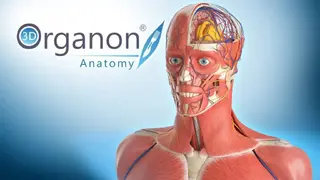 3D Organon Anatomy screenshot