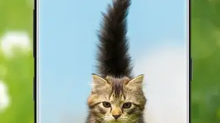 7Fon Cats screenshot