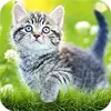 7Fon Cats
