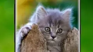 7Fon Kittens screenshot