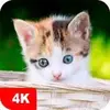 7Fon Kittens