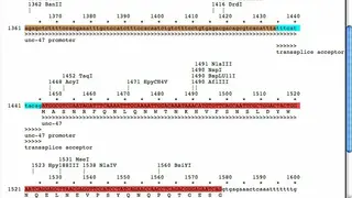 ApE – A plasmid Editor screenshot