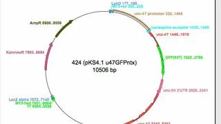 ApE – A plasmid Editor screenshot