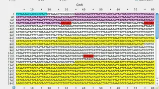 ApE – A plasmid Editor screenshot