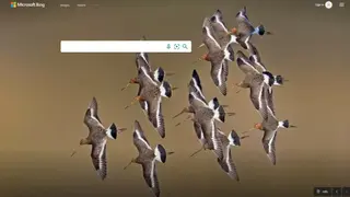 Bing Images screenshot