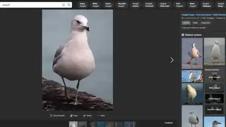 Bing Images screenshot