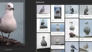 Bing Images screenshot
