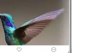 Bird Calls, Sounds & Ringtones screenshot