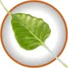 Bodhi Linux