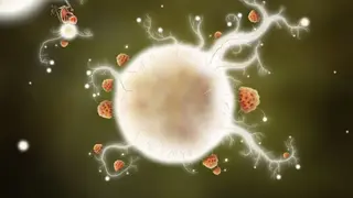 Botanicula screenshot
