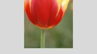 Canon PRINT Inkjet/SELPHY screenshot