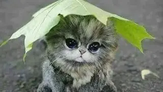 Cat Wallpapers HD screenshot
