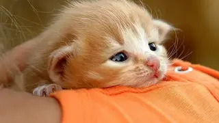 Cat Wallpapers HD screenshot
