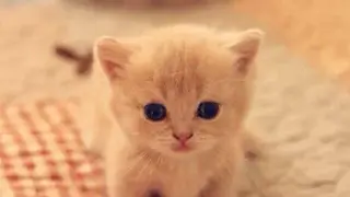 Cat Wallpapers HD screenshot