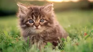 Cat Wallpapers HD screenshot
