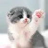 Cat Wallpapers HD