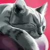 CatHotel – Hotel for cute cats