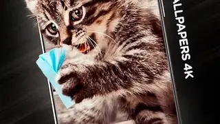 Cats in 4K screenshot
