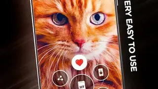 Cats in 4K screenshot