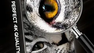 Cats in 4K screenshot