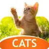 Cats in 4K