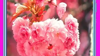 Cherry Blossom Wallpapers screenshot