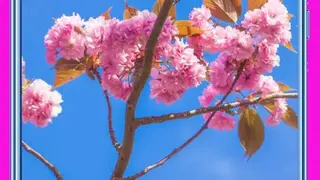 Cherry Blossom Wallpapers screenshot