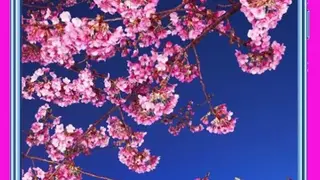 Cherry Blossom Wallpapers screenshot