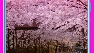 Cherry Blossom Wallpapers screenshot