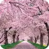 Cherry Blossom Wallpapers