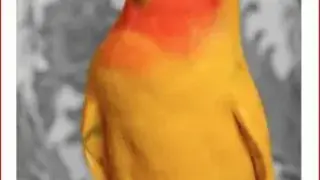Color Splash screenshot