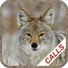 Coyote Hunting Calls