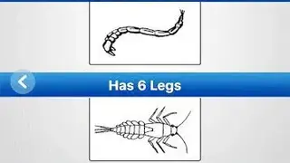 Creek Critters screenshot