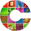 CryptoPhoto