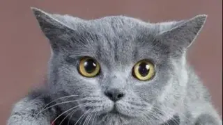 Cute Cats Wallpapers screenshot