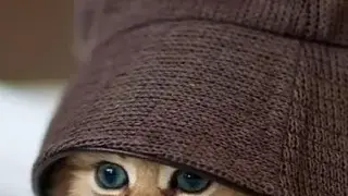 Cute Cats Wallpapers screenshot
