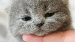 Cute Cats Wallpapers screenshot