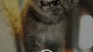 Cute Cats Wallpapers screenshot
