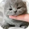 Cute Cats Wallpapers