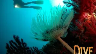 Dive: The Medes Islands Secret screenshot