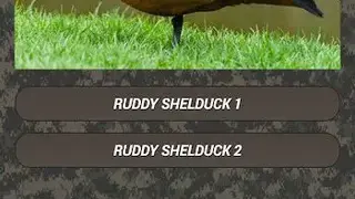 Duck Hunting Calls screenshot