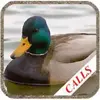Duck Hunting Calls