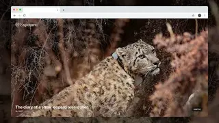 Exposure New Tab screenshot