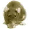 FatRat Download Manager