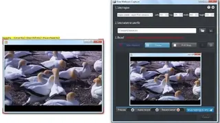 Free Webcam Capture screenshot