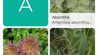 Groww screenshot