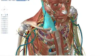 Human Anatomy Atlas 2020 screenshot
