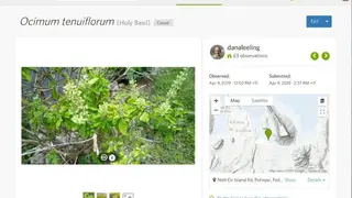 iNaturalist screenshot