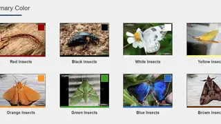 Insect Identification screenshot
