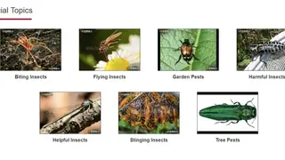 Insect Identification screenshot